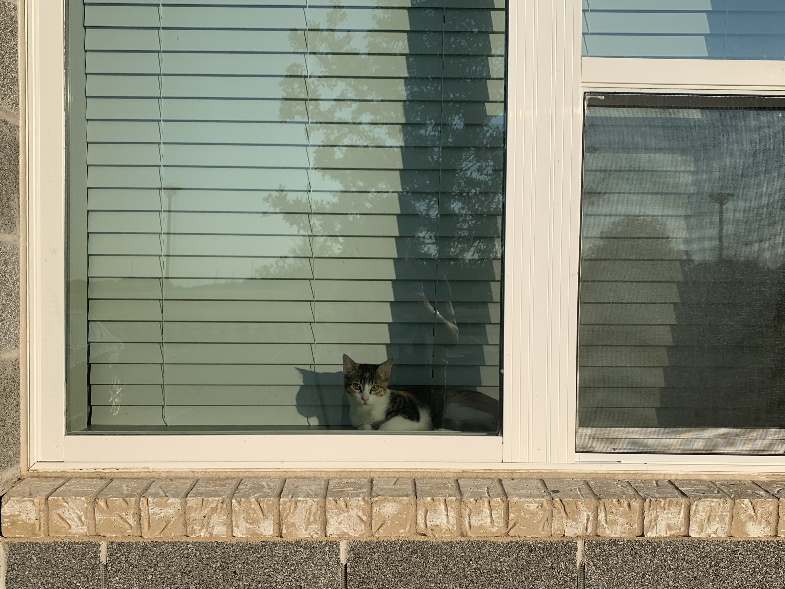 The “20 year” Rule